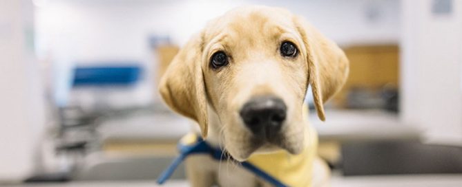 Meet Nubbin: a service dog being trained at Regis University